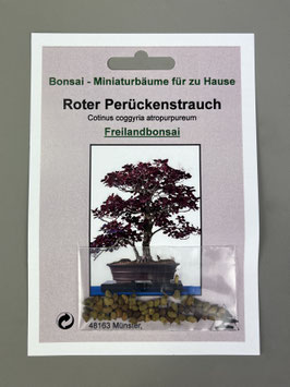 Samen+Anzuchtset: Roter Perückenstrauch, Cotinus coggyria atropurpureum, Freilandbonsai, Geschenkidee, Bonsai-Samen