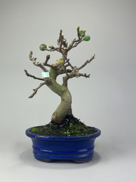 Eßfeige, Ficus carica, mediterraner Bonsai, Geschenkidee