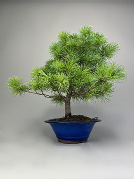 Mädchen - Kiefer, Pinus pentaphylla, Japan, Outdoor - Bonsai, Freilandbonsai