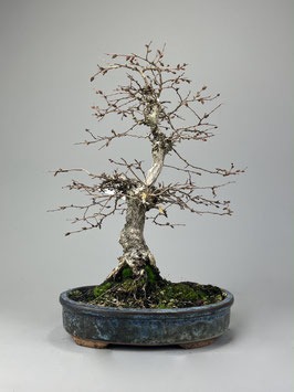 Koreanische Hainbuche,  Carpinus coreana, Freilandbonsai, Outdoor - Bonsai