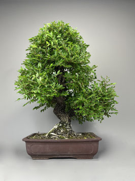 Zwerg Ulme, Ulmus parvifolia, Outdoor - Bonsai, Freilandbonsai, Solitär