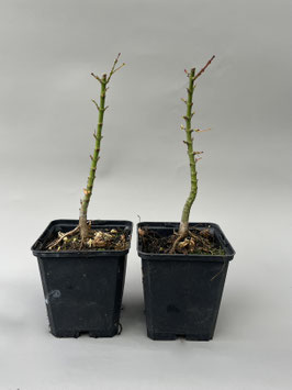 Fächerahorn, Acer palmatum 'Mikawa yatsubusa' Sämling, 3 Jahre, Bonsai - Jungpflanze
