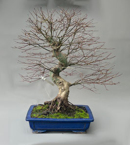 Fächerahorn, Acer palmatum, Ahorn, Bonsai Solitär, Geschenkidee, Freilandbonsai