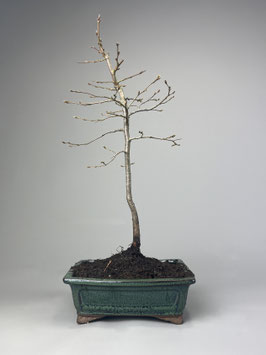 Hainbuche / Weißbuche,  Carpinus betulus, Freilandbonsai, Outdoor - Bonsai