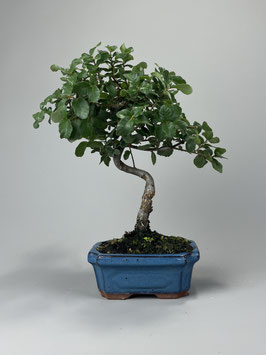 Korkeiche, Quercus suber, mediterraner Bonsai, Geschenkidee, Seltener Bonsai