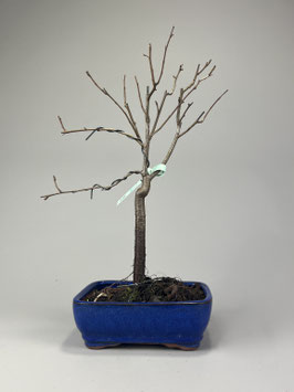 Wildbirne, Pyrus communis, Blühender Outdoor - Bonsai, Freilandbonsai, Geschenkidee
