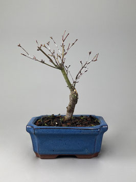 Fächerahorn, Acer palmatum deshojo, Ahorn, Bonsai Solitär, Geschenkidee, Freilandbonsai