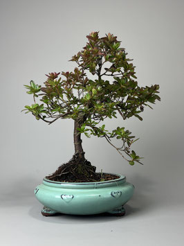 blossom bonsai tree Perler 3D Cherry Blossom Bonsai Fused Bead Activity Kit main image 0