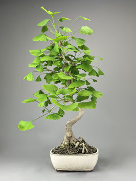 Fächerblattbaum, Ginkgo biloba, Freilandbonsai, Geschenkidee
