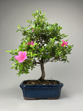 Satsuki - Azalee, Rhododendron indicum, Freilandbonsai, Gartenbonsai, Geschenkidee