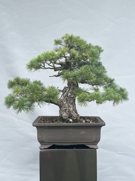 Mädchen - Kiefer, Pinus pentaphylla, Japan, Outdoor - Bonsai, Freilandbonsai