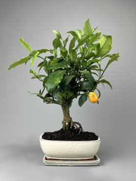 Zwergorange, Kumquat, Citrus kumquat, mediterraner Bonsai, Geschenkidee