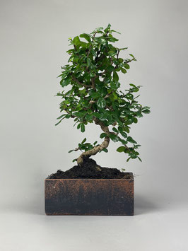 Bonsai Deko - Kollektion  Zimmerbonsai, Fukientee, Carmona microphylla
