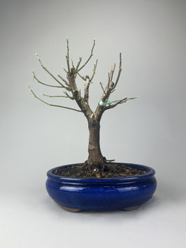Magnolie, Magnolia, Blühender Outdoor - Bonsai, Freilandbonsai, Geschenkidee