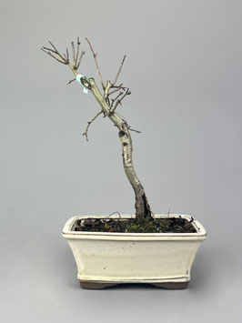 Echter Rotdorn 'Paul's Scarlet', Crataegus laevigata 'Paul's Scarlet', Blühender Outdoor - Bonsai, Freilandbonsai, Geschenkidee