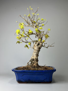 Dreispitzahorn, Acer buergerianum, Outdoor - Bonsai, Freilandbonsai