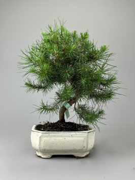 Aleppo Kiefer, Pinus halepensis, mediterraner Bonsai, Geschenkidee