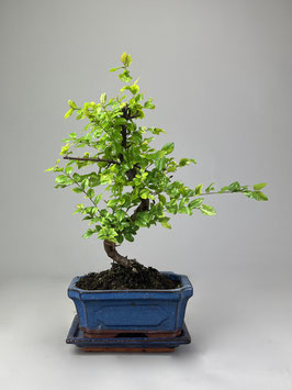 Sageretie, Sageretia, Bonsai Geschenkidee, Zimmerbonsai / Indoorbonsai, Pflegeleicht