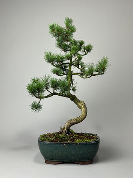 Mädchen - Kiefer, Pinus pentaphylla, Shohin, Japan, Outdoor - Bonsai, Freilandbonsai