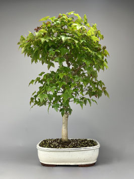 Dreispitzahorn Bonsai shop - www.bonsai-hassler.de