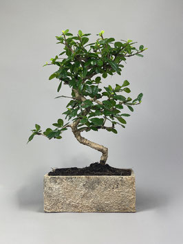 Bonsai Deko - Kollektion  Zimmerbonsai, Fukientee, Carmona microphylla