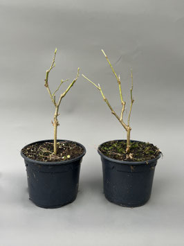 Zwerg-Maulbeere, Morus rotundiloba 'Mojo Berry', 4 Jahre, Bonsai-Jungpflanze