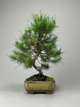 Aleppo Kiefer, Pinus halepensis, mediterraner Bonsai, Geschenkidee