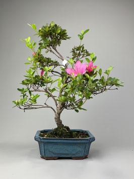 Satsuki - Azalee, Rhododendron indicum, Freilandbonsai, Gartenbonsai, Geschenkidee