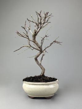 Aprikose, Prunus, Blühender Outdoor - Bonsai, Freilandbonsai, Geschenkidee