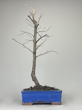 Quitte 'Konstantinopeler Apfelquitte', Cydonia 'Konstantinopeler Apfelquitte', Gartenbonsai, Freilandbonsai, Geschenkidee