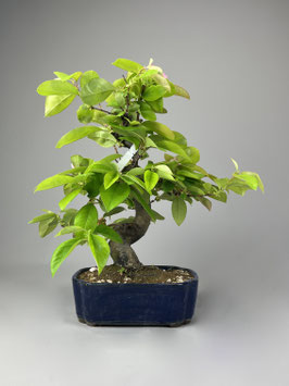 Holzquitte, Pseudocydonia sinensis, Gartenbonsai, Freilandbonsai, Geschenkidee