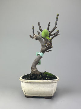 Eßfeige, Ficus carica, mediterraner Bonsai, Geschenkidee
