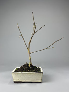Magnolie, Magnolia, Blühender Outdoor - Bonsai, Freilandbonsai, Geschenkidee