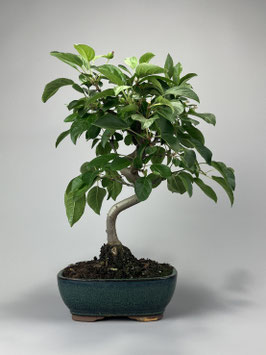 Zierapfel, Malus, Outdoor - Bonsai, Freilandbonsai, Outdoor - Bonsai