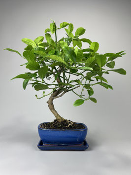 Calamondinorange, Citrus calamondin, mediterraner Bonsai, Geschenkidee