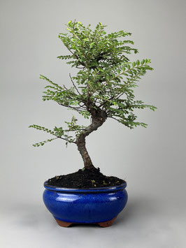 Zwerg Ulme, Ulmus parvifolia 'Seiju', Outdoor - Bonsai, Freilandbonsai