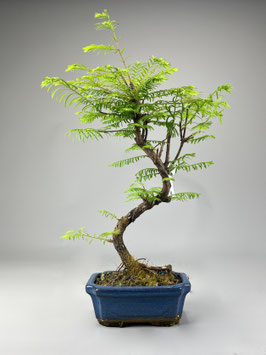 Urweltmammutbaum, Metasequoia glyptostroboides, Bonsai, Freilandbonsai, Geschenkidee