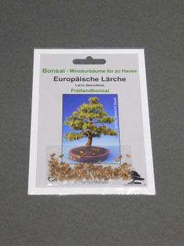 Europäische Lärche, Larix decidua, Freilandbonsai, Geschenkidee, Bonsai-Samen