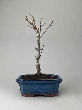 Roter Fächerahorn, Acer palmatum 'Atropurpureum', Ahorn, Bonsai Solitär, Geschenkidee, Freilandbonsai