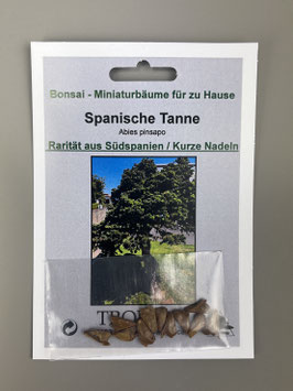 Samen+Anzuchtset: Spanische Tanne, Abies pinsapo, Freiland-Bonsai, Geschenkidee, Bonsai-Samen