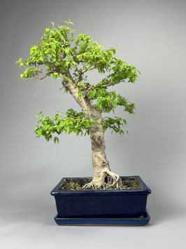 Ovalblättriger Liguster, Ligustrum ovalifolium, Bonsai Geschenkidee, Zimmerbonsai / Indoorbonsai, Pflegeleicht