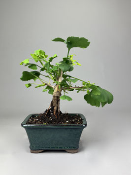 Fächerblattbaum, Ginkgo biloba ´Troll´, Freilandbonsai, Geschenkidee