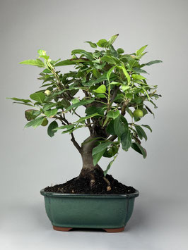 Zierapfel, Malus, Outdoor - Bonsai, Freilandbonsai, Outdoor - Bonsai