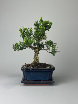 Taiwan-Buchsbaum, Buxus harlandii, Zimmer Bonsai, Geschenkidee