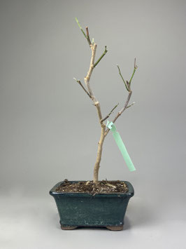 Magnolie, Magnolia, Blühender Outdoor - Bonsai, Freilandbonsai, Geschenkidee