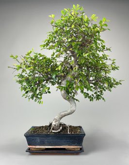 Chinesische Ulme Ulmus parviflora, Bonsai Geschenkidee, Zimmerbonsai / Indoorbonsai, Pflegeleicht