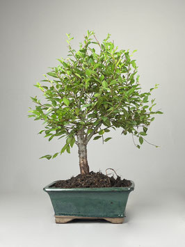 Feldulme, Ulmus carpinifolia, Outdoor - Bonsai, Freilandbonsai, Solitär