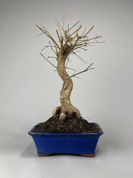 Dreispitzahorn, Acer buergerianum, Outdoor - Bonsai, Freilandbonsai