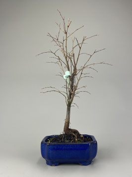Japanische Zelkove / Keakibaum , Zelkova serrata, Bonsai, Freilandbonsai Geschenkidee