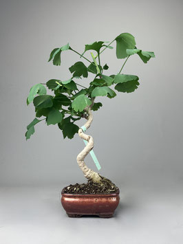 Fächerblattbaum, Ginkgo biloba, Freilandbonsai, Geschenkidee